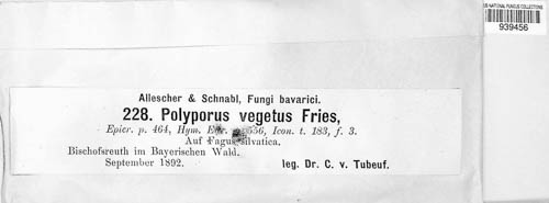Polyporus vegetus image
